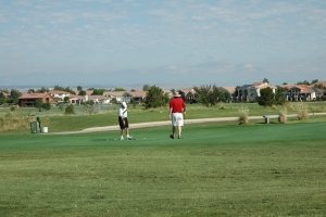 Walking Stick Photo 9